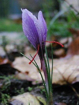 Safran crocus